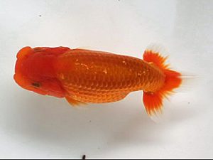 喜楽らんちう会 研究会 7席　飯塚　博　大宮