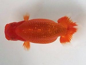 喜楽らんちう会 研究会 8席　内田　實　草加市