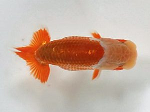 喜楽らんちう会 研究会 9席　島田　烈　越谷市