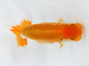 熊蘭会　立行司　中尾晋作