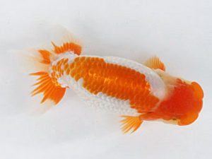 熊蘭会　西取締　高橋智泰