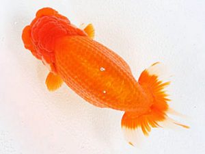 熊蘭会　東大関　東　秀明