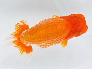 熊蘭会　西大関　大藪博之