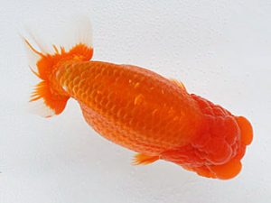 熊蘭会　立行司　渕上敏明