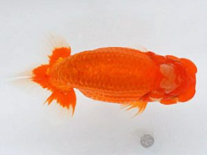 熊蘭会　西取締　永原　久