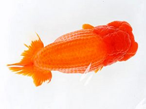 熊蘭会　東　秀明