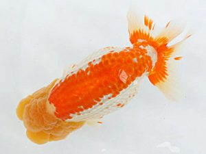 熊蘭会　西大関　東　秀明