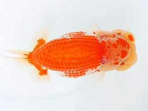 熊蘭会　立行司　池田陽一郎