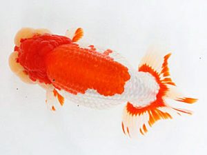 熊蘭会　東取締　浦田智和