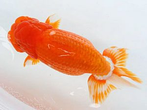 熊蘭会　西取締　大藪博之