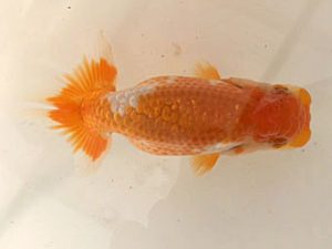 研究会　2席　奥津虎之介  石巻市