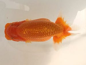 研究会　3席　黒はばき浩之　相馬郡