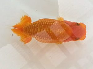 研究会　4席　輿石伸吾  仙台市