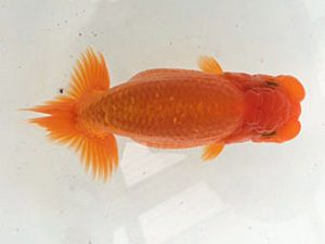 研究会　5席　奥津虎之介  石巻市