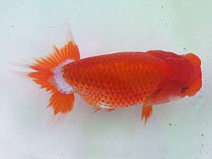 南予らんちゅう会　研究会　1席　野口隆朗　香川