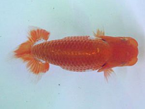 南予らんちゅう会　研究会　2席　中村優作　西条