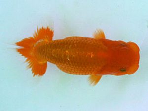 南予らんちゅう会　研究会　3席　佐々木通廣　新居浜