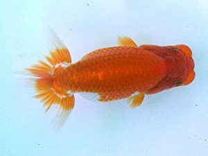 南予らんちゅう会　研究会　4席　藤原博文　徳島