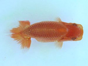 南予らんちゅう会　研究会　5席　石川佳二　今治