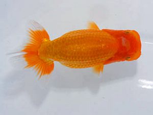 岡山錦鱗会　優等一席　寒川秀春　さぬき市