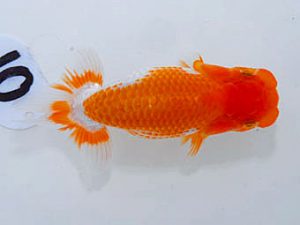 岡山錦鱗会 一等五席　鈴木義信　倉敷