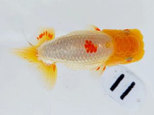 岡山錦鱗会 一等六席　大原 正　倉敷