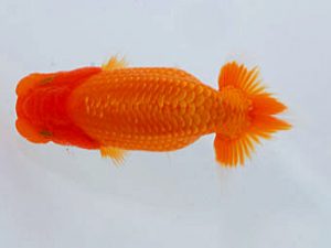 岡山錦鱗会 二等一席　橋村健太　呉