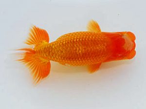 岡山錦鱗会 二等二席　小笠原義照　浅口