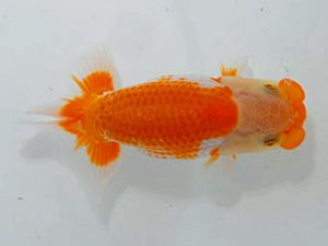 岡山錦鱗会　二等三席　小野えつし 浅口