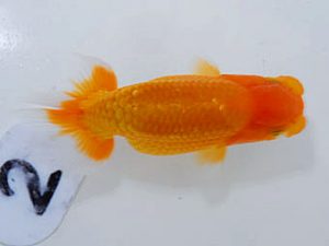 岡山錦鱗会　優等二席　平井智哲　岡山