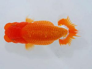 岡山錦鱗会　三席　石田一男　福山