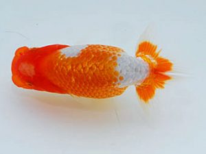 岡山錦鱗会　優等四席 尾濱英治　呉