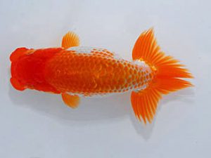 岡山錦鱗会　優等五席 吉田隆博　岡山