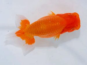 岡山錦鱗会 一等一席　柚木五男　浅口市