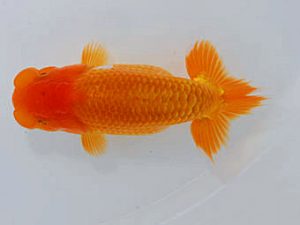 岡山錦鱗会 一等二席　角野和弘　福山