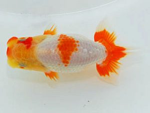 岡山錦鱗会 一等三席　三宅一共　浅口