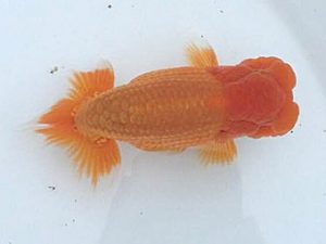 楽友らんちう会　研究会　第一位　矢ヶ崎伸司