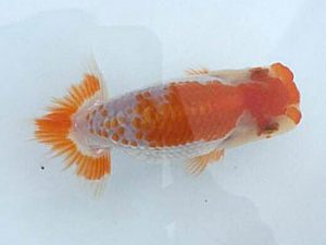 楽友らんちう会　研究会　第二位　山田隆夫