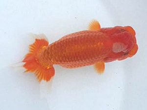 楽友らんちう会　研究会　第三位　田中　淳