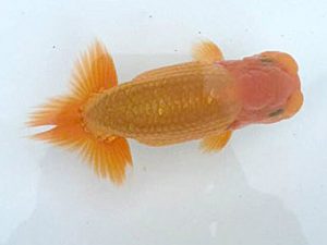 楽友らんちう会　研究会　第四位　伊藤征夫