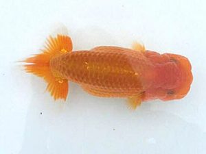 楽友らんちう会　研究会　第五位　林　和明