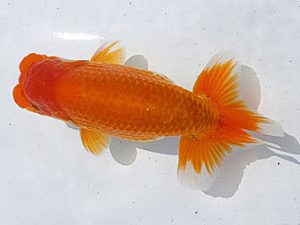 愛魚会　研究会　一位　中村正志