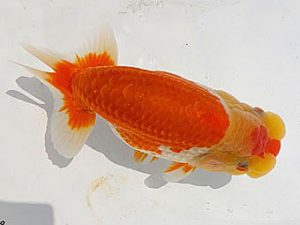 愛魚会　研究会　二位　中村正志