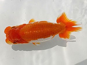 愛魚会　研究会　四位　北島欣一