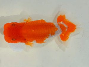 埼玉らんちう会　研究会　東大関　山口辰也