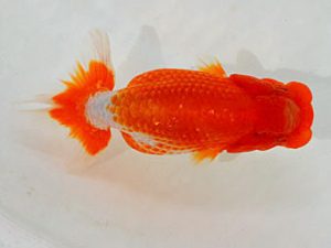 埼玉らんちう会 研究会 勧進元一　馬場明栄