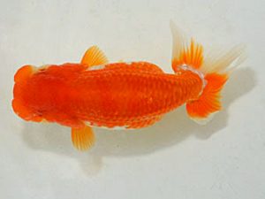 埼玉らんちう会 研究会 勧進元二　鈴木一男