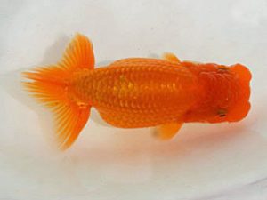 埼玉らんちう会 研究会 行司一　黒澤郁夫