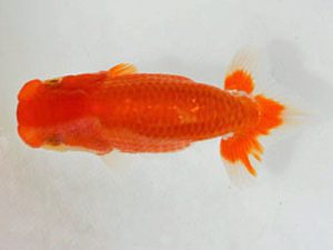 埼玉らんちう会 研究会 行司二　鈴木一男