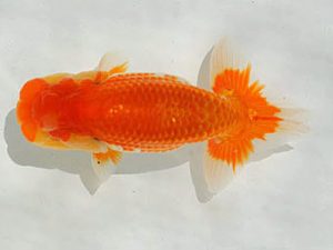 埼玉らんちう会 研究会 脇行司一　宮本好史